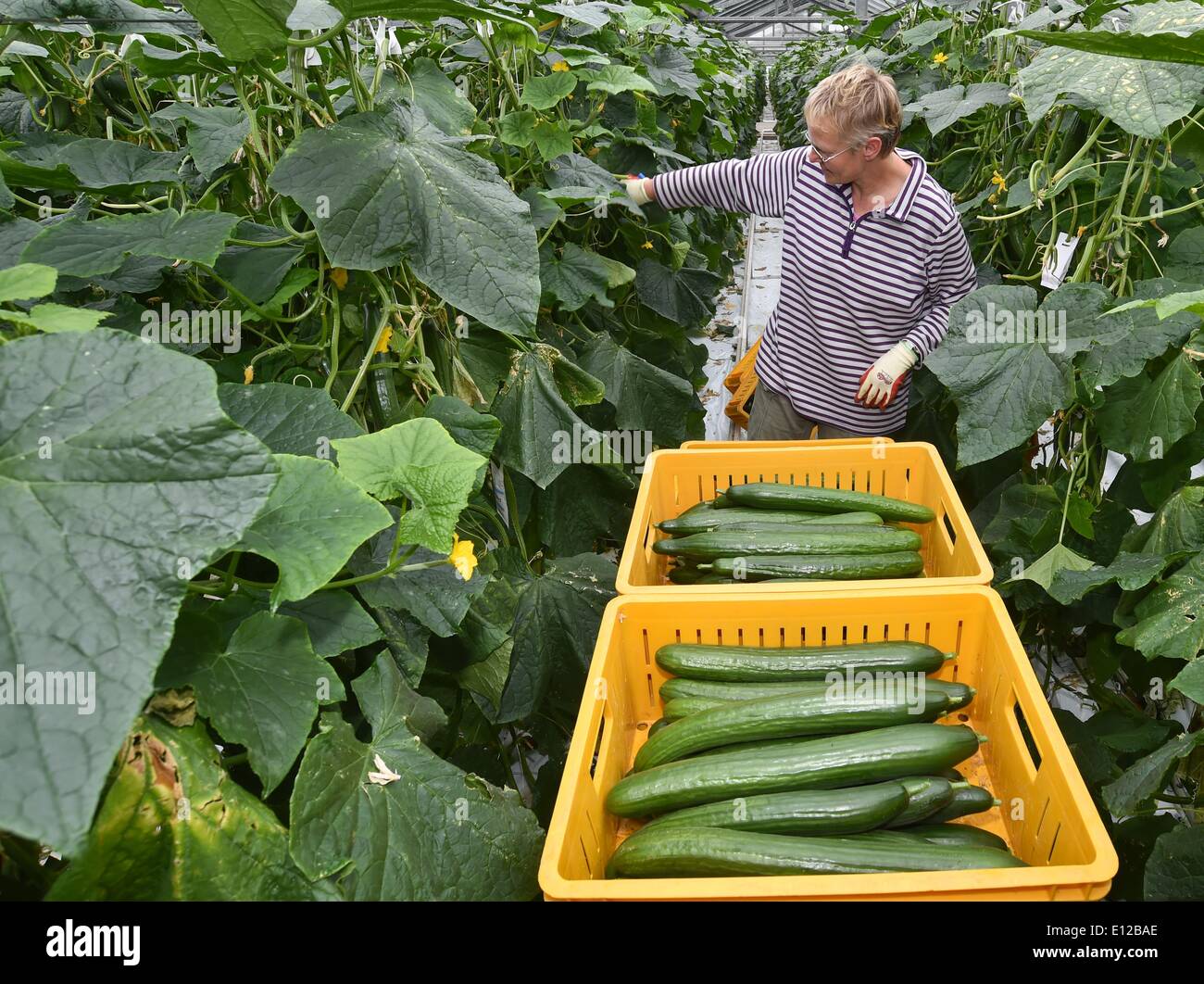 Manschnow, Germany. 20th May, 2014. Gardener Heike Meifert from Fontana