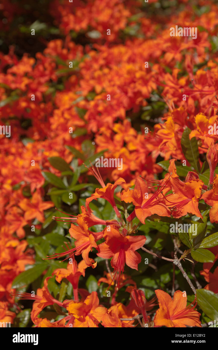 Bright fire flame red orange honeysuckle type flowers of Rhododendron ...
