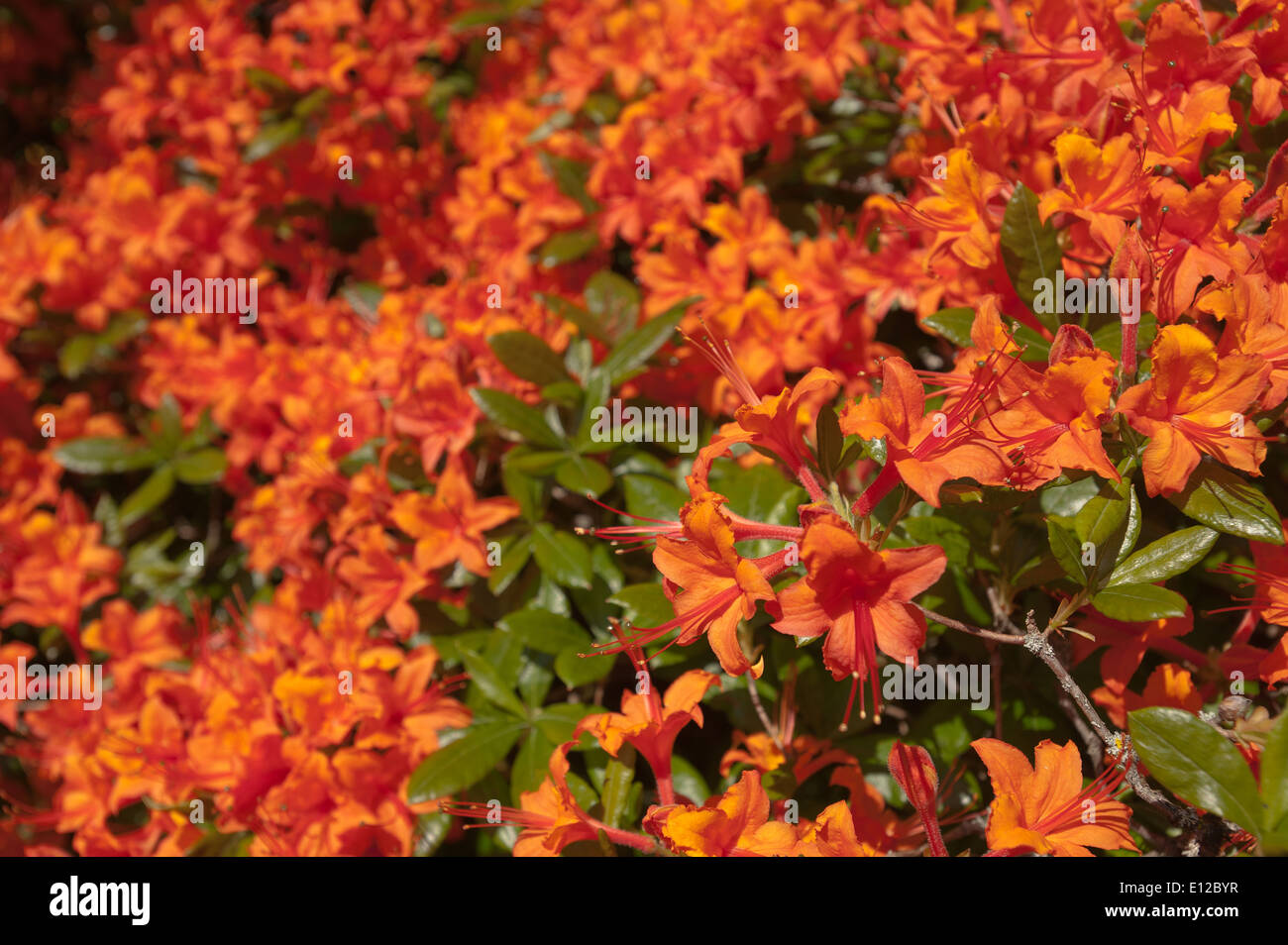 Rhododendron speciosum hi-res stock photography and images - Alamy