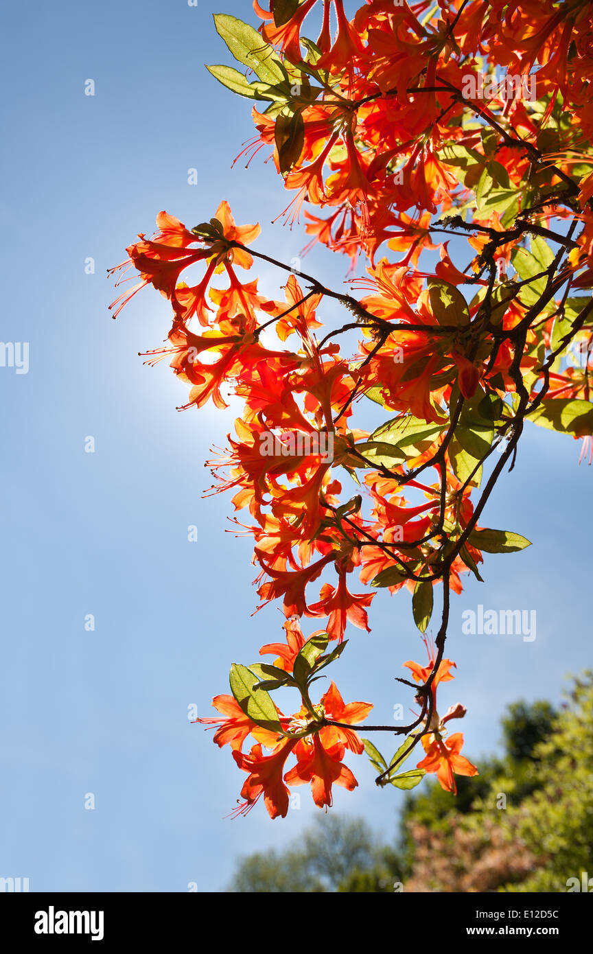 Bright fire flame red orange honeysuckle type flowers of Rhododendron ...