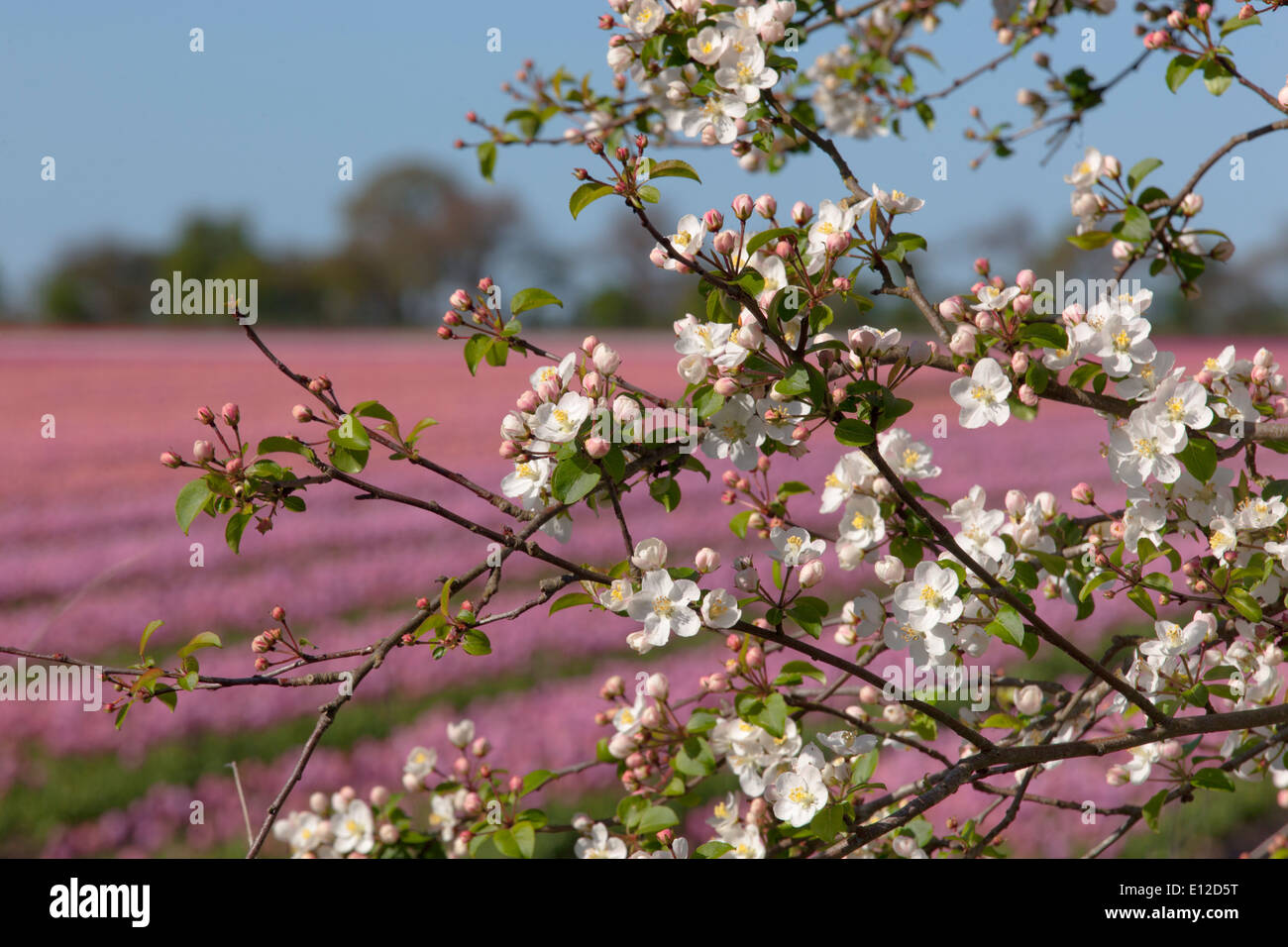 Crab Apple Malus sylvestris Blossom and Tulip field in bloom Stock Photo