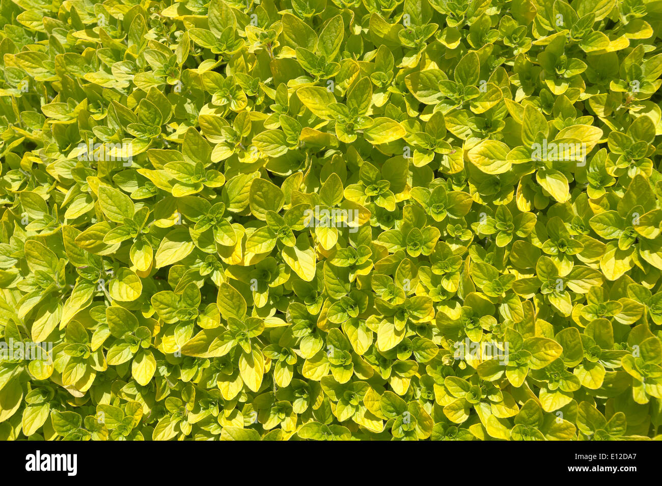 Vivid New Yellow Almost Fluorescent Lime Lemon Green Pattern Of Leaves Similar To Peeling Paint On Wall With Flakes As Leaf Stock Photo Alamy