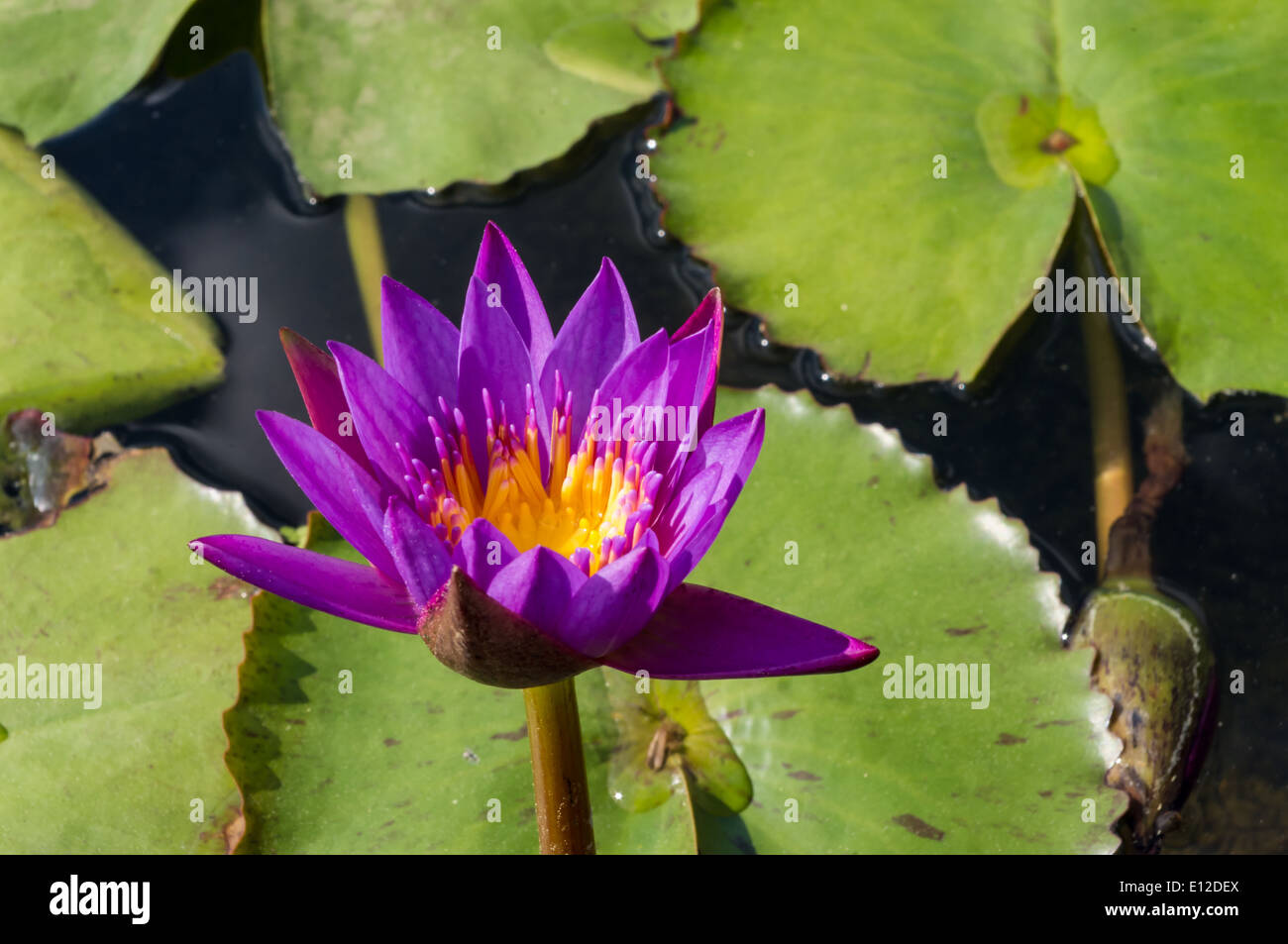 Lily pad flower hires stock photography and images Alamy