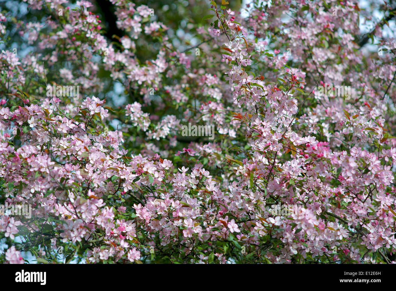 Ornamental pink cherry blossom Stock Photo