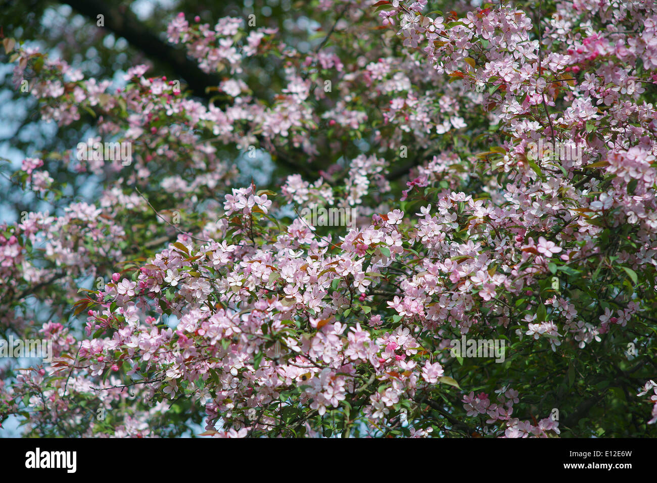 Ornamental pink cherry blossom Stock Photo - Alamy