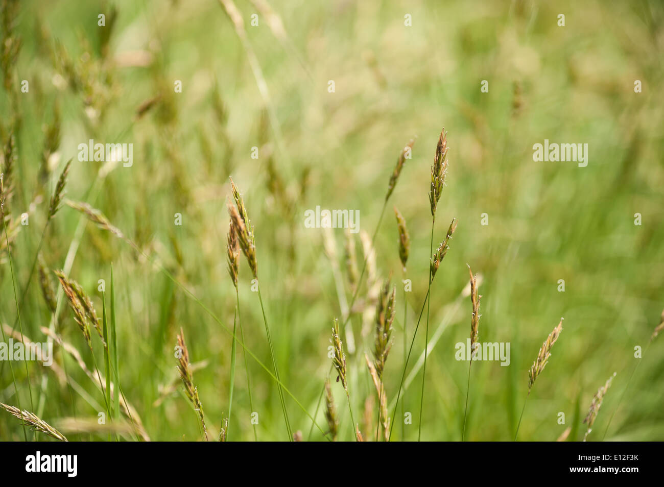 Meadow of grasses grass spike standing out source of pollen hayfever