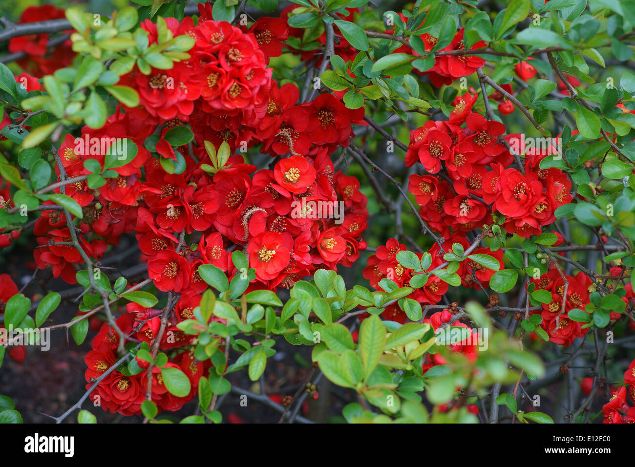 Japanese quince red blossom Chaenomeles superba Stock Photo