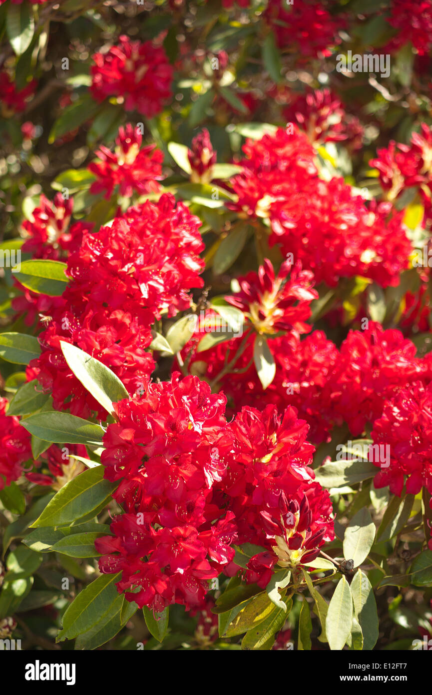 Orange lush rhododendron flowers hi-res stock photography and images ...