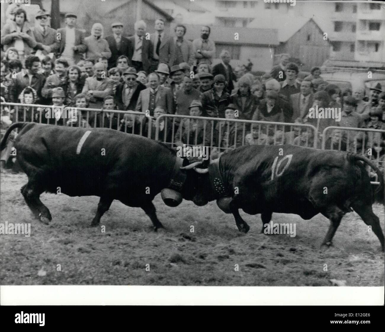 Jan. 10, 2012 - The Fight Of The Cows: Which is the strongest one? Fights between cows are a traditional in the Oberwallis in Switzerland. which is a big attracting for the locals and visitors. Stock Photo