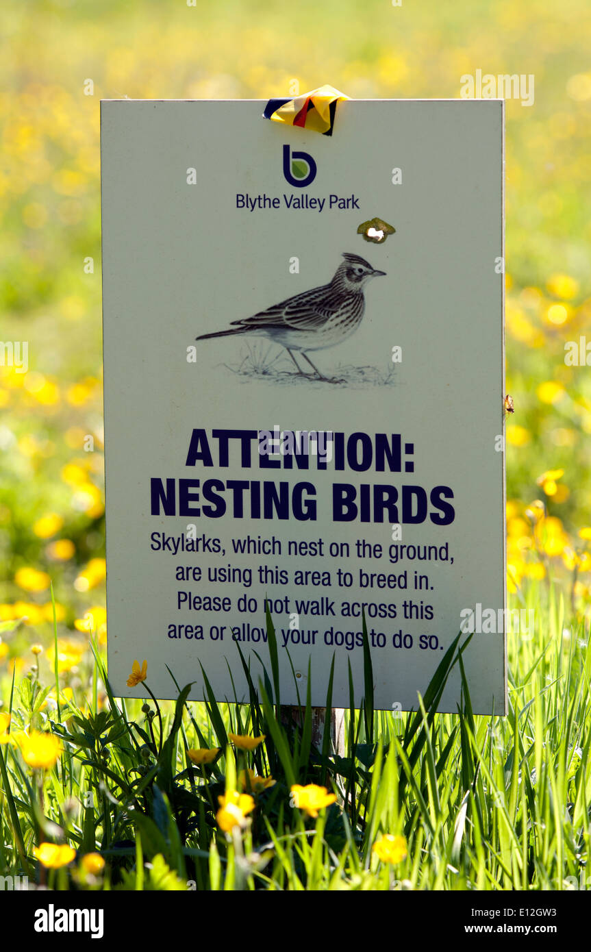 Nesting birds warning sign, Blythe Valley Nature Reserve, Shirley, West Midlands, England, UK Stock Photo