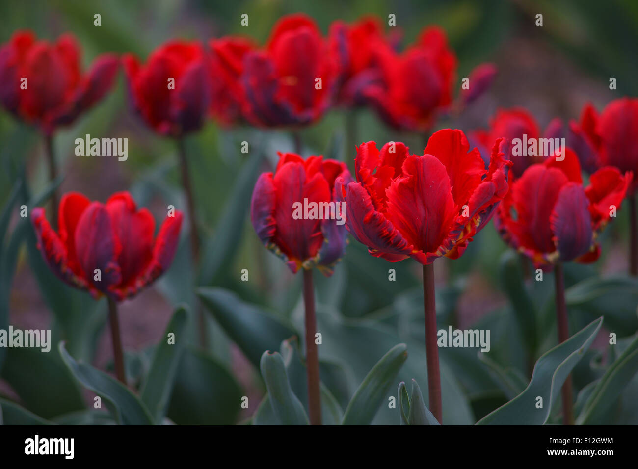 Scarlet red tulips close up Tulipa Stock Photo