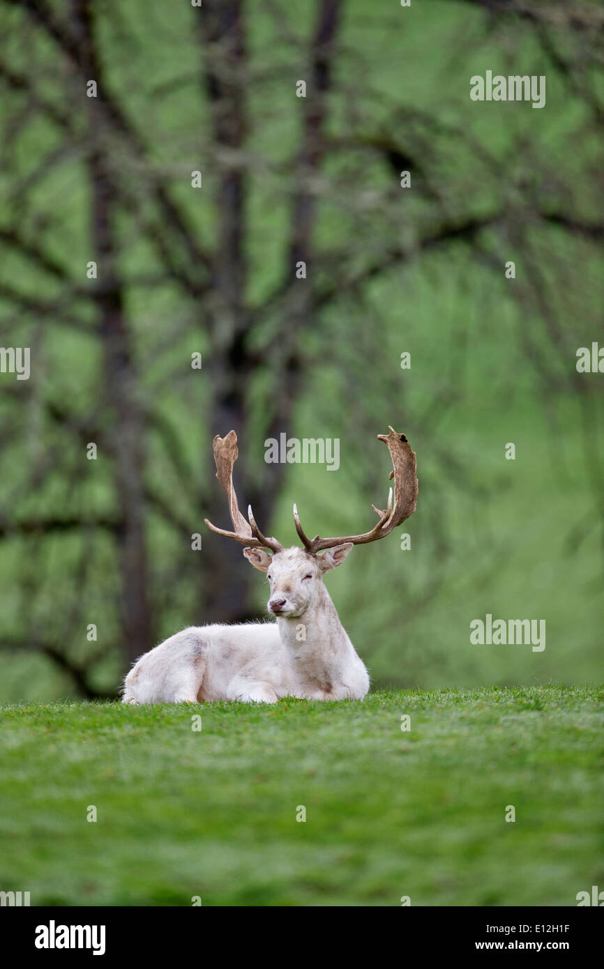 White Fallow Deer. Winston Wildlife Safari, OR Stock Photo