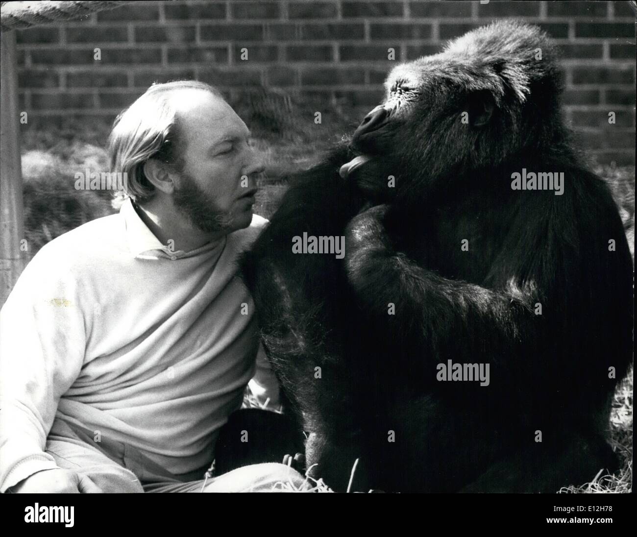 Jan. 10, 2012 - Caught by the camera sticking out his tongue, a large gorilla, pictured with master John Spinall in his private zoo near Canterbury. Stock Photo