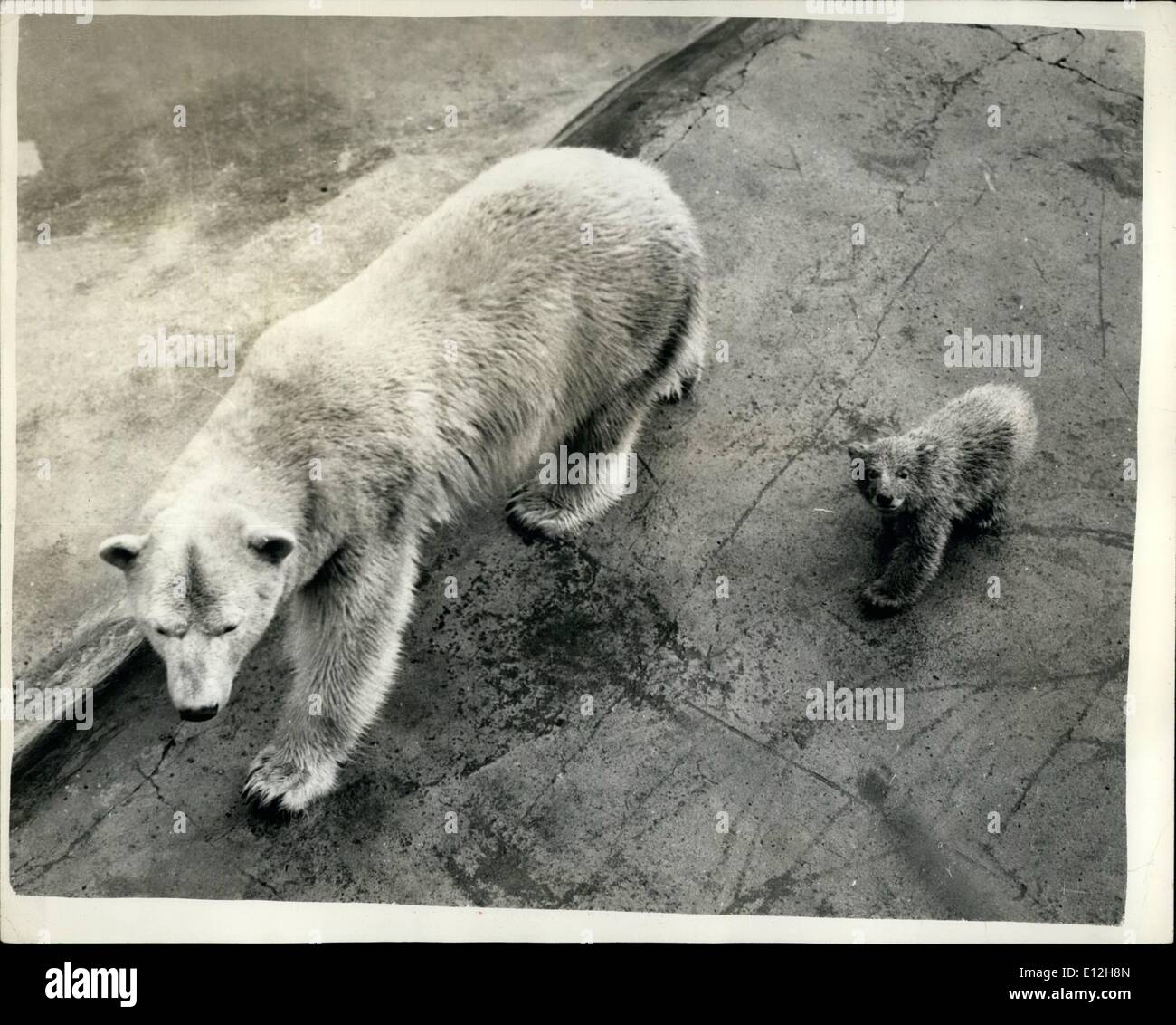 Jan. 10, 2012 - ''Motty'' the baby bear makes its debut - at Chester