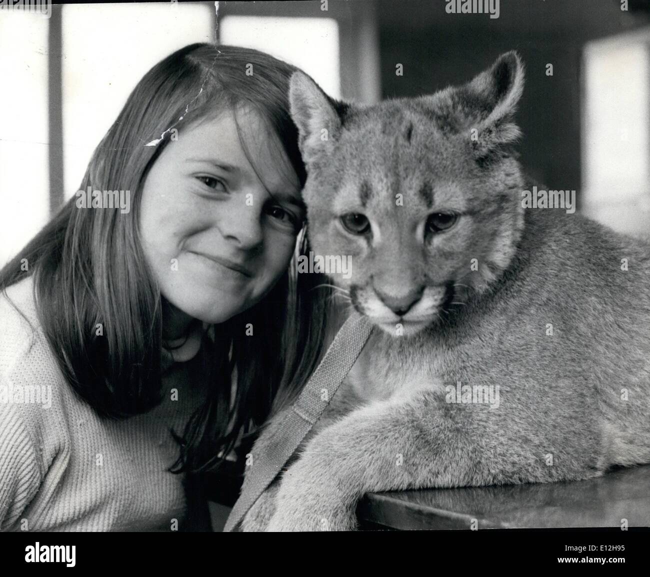 Jan. 10, 2012 - Sheba the 6 month old puma with Julie Hurst aged 12. Inseparable companions. ne Pictures Stock Photo