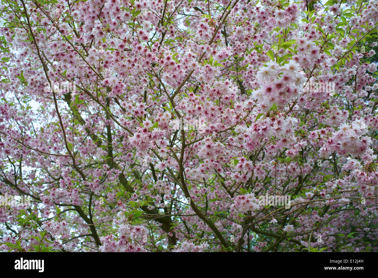 Ornamental pink cherry blossom Stock Photo