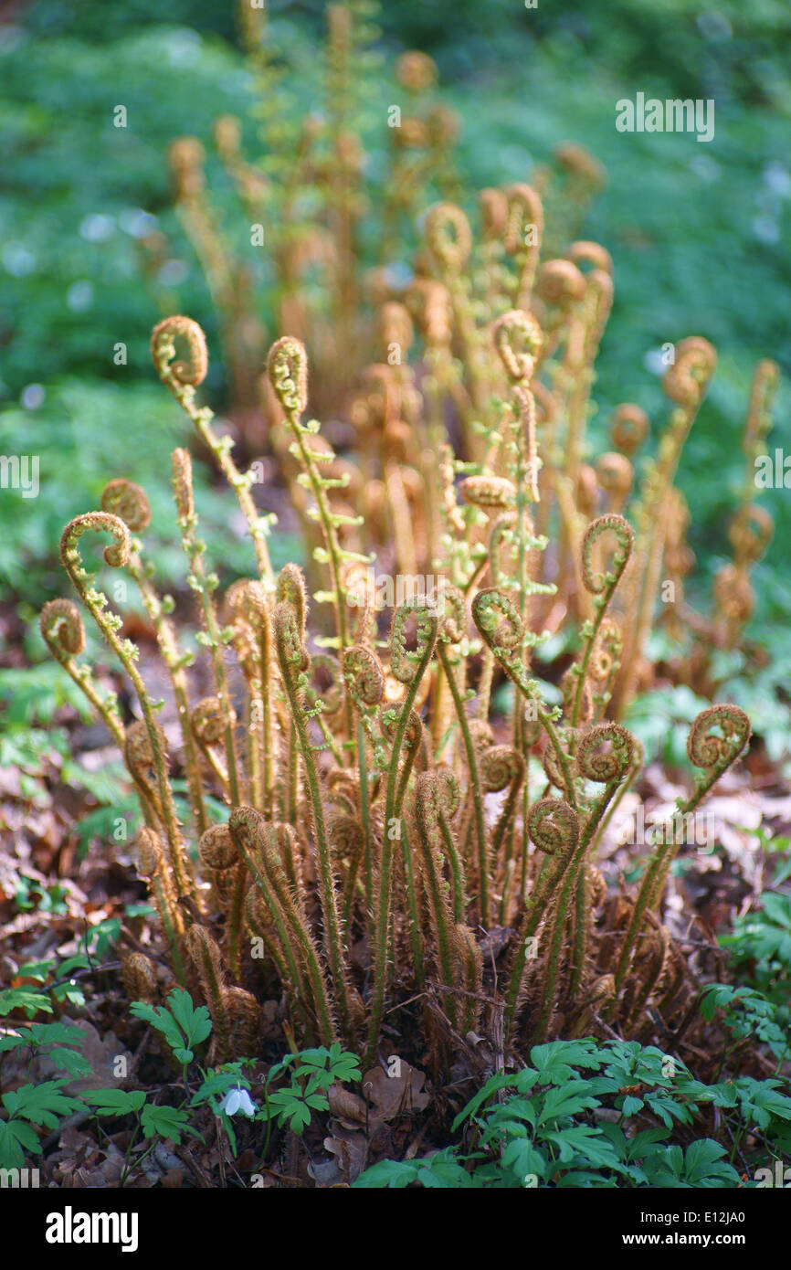 Common male fern Dryopteris wallichiana leaves budding Stock Photo