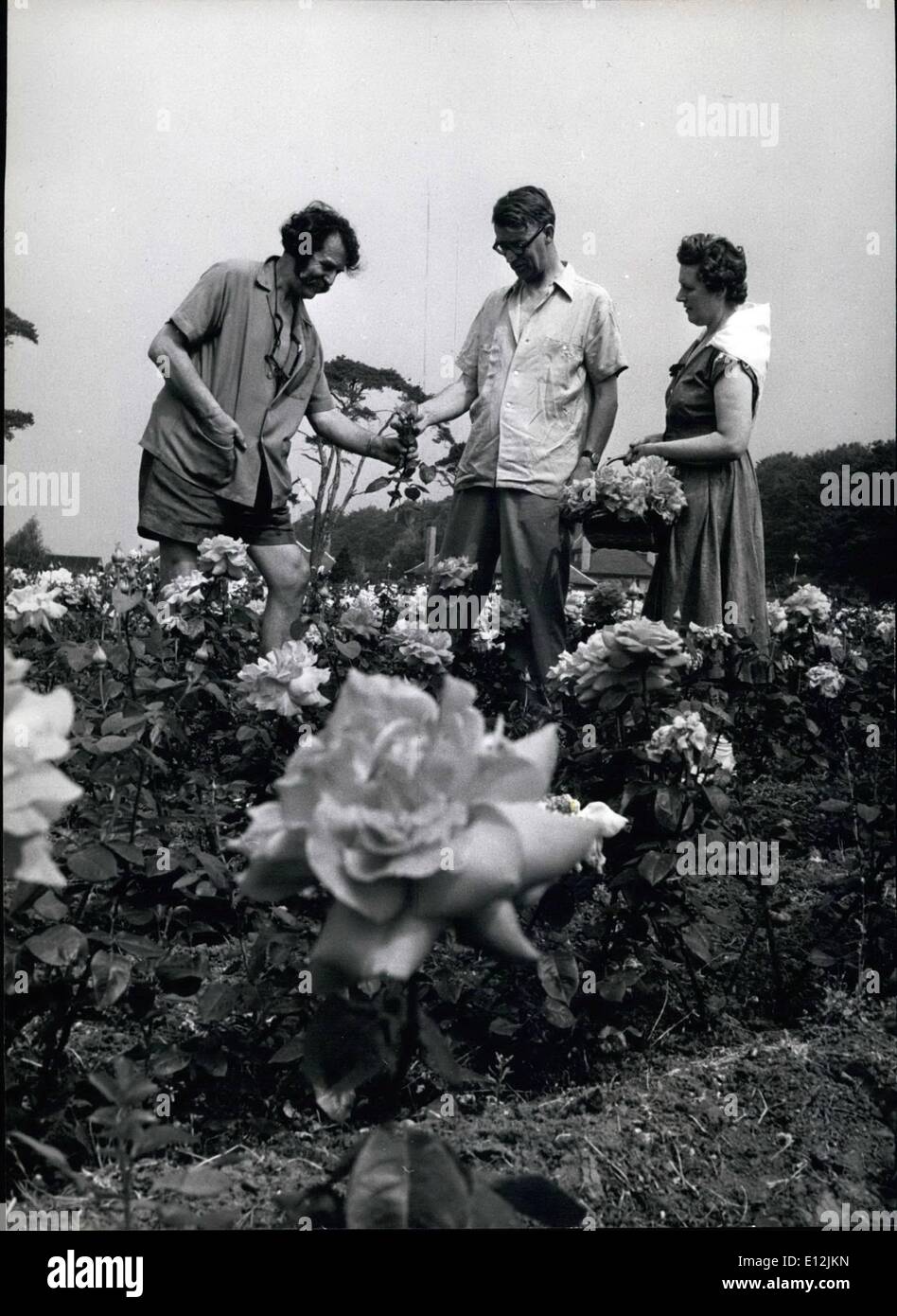 Subject under discussion roses hi-res stock photography and images - Alamy