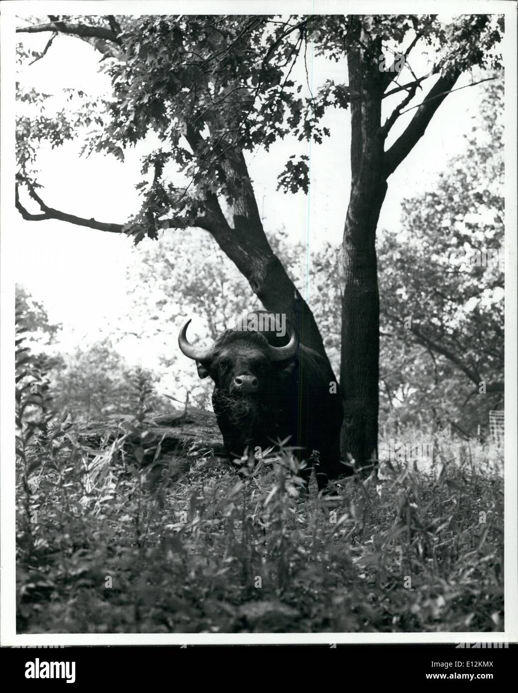 Feb. 24, 2012 - New york Zoological Society Bronx Zoo: Gaur bull in Wild Asia APRESS.c Stock Photo