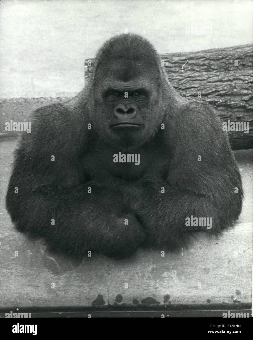Feb. 24, 2012 - Winter of Discontent; Bukhama, a sixteen year old gorilla in Dudley Zoo in the West Midlands isn't so happy with life. Perhaps its the weather, which together with industrial problems is making Britain a miserable place at the moment. No wonder he looks so gloomy. Stock Photo