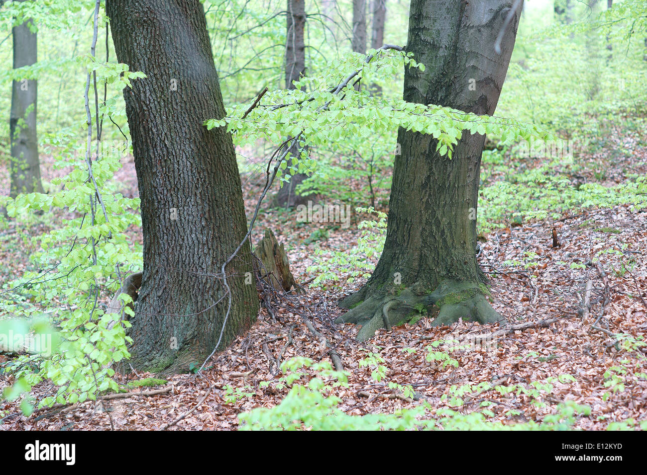 Beechs tree fresh green spring leaves Fagus sylvatica Stock Photo - Alamy