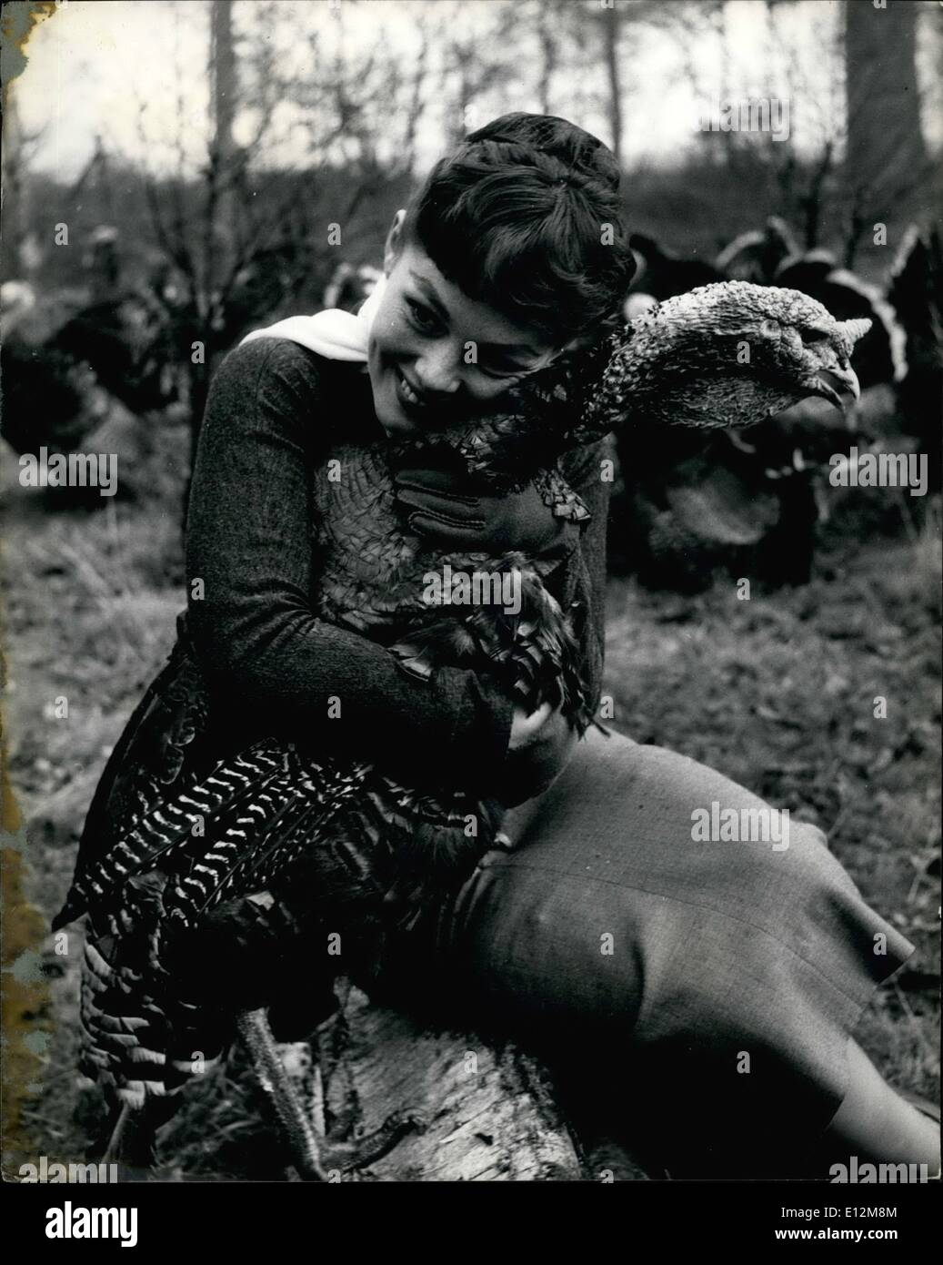 Feb. 24, 2012 - Girl Phyllis Kirk gets her Turkey.: Beautiful film star, Phyllis Kirk, like most other people, has decided to make sure of getting herself a nice fat turkey, before they've all gone. At a turkey farm in Hertfordshire, she chose a likely looking bird and after carefully stalking him for a long time eventually managed to capture him, so she's made sure of her Christmas dinner this year. Phyllis Kirk, charming 24-year-old Hollywood film star is known as the 3-D girl. She was the star of the 8-D film ''House of Wax'' and is in London to star in the film ''river Boat'' Stock Photo