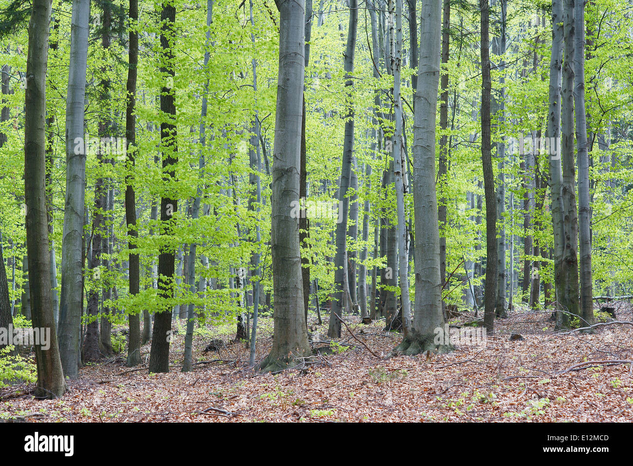 Beechs tree fresh green spring leaves Fagus sylvatica Stock Photo - Alamy