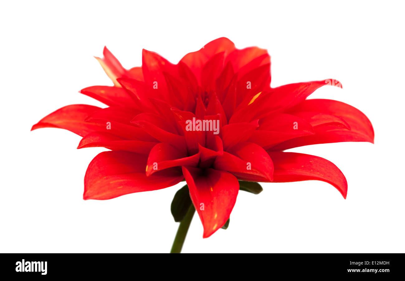 red dahlia isolated on white background Stock Photo - Alamy