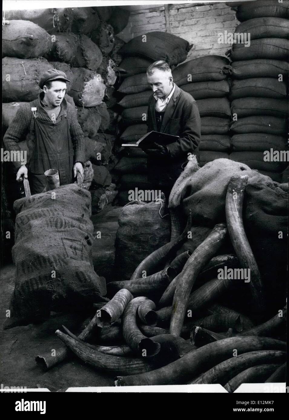 Feb. 24, 2012 - The Last Of The Horn Merchants: David Christined foreman, counts the numbers of cut horns for export. He has been in the business for 40 years. Stock Photo