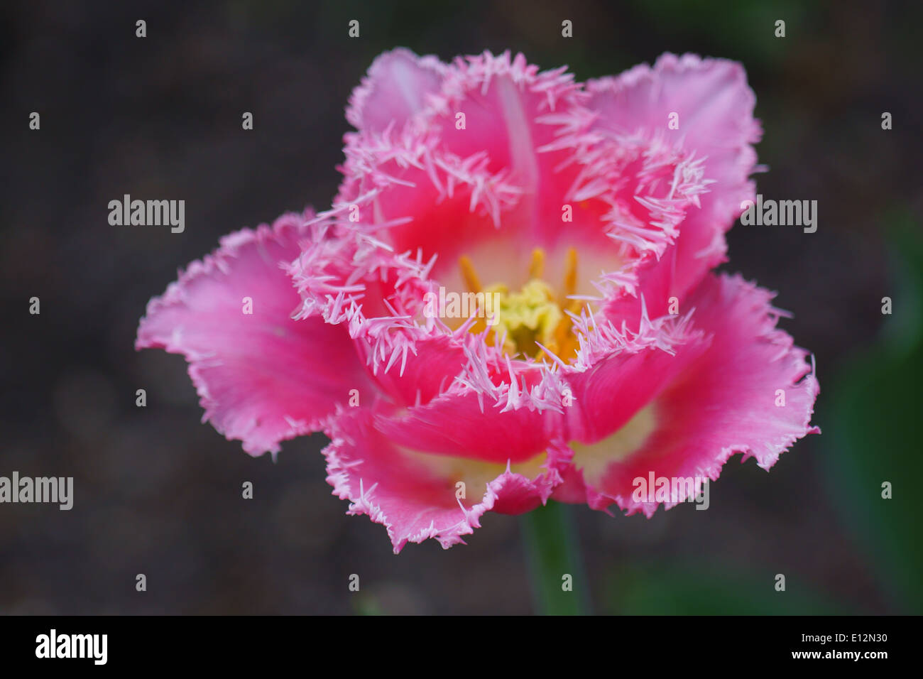 Pink tulip with jagged petal rims close up Stock Photo