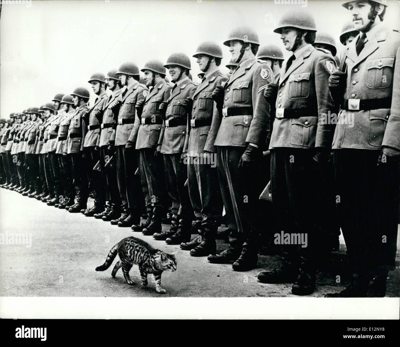 Feb. 24, 2012 - Who Is Inspecting US Now?: Most of these soldiers couldn't resist a smile when this cat decided to inspect them. They were waiting for the Mayor of Kassel-Niederzwehren (West Germany) to inspect them - but the cat got in first! Stock Photo