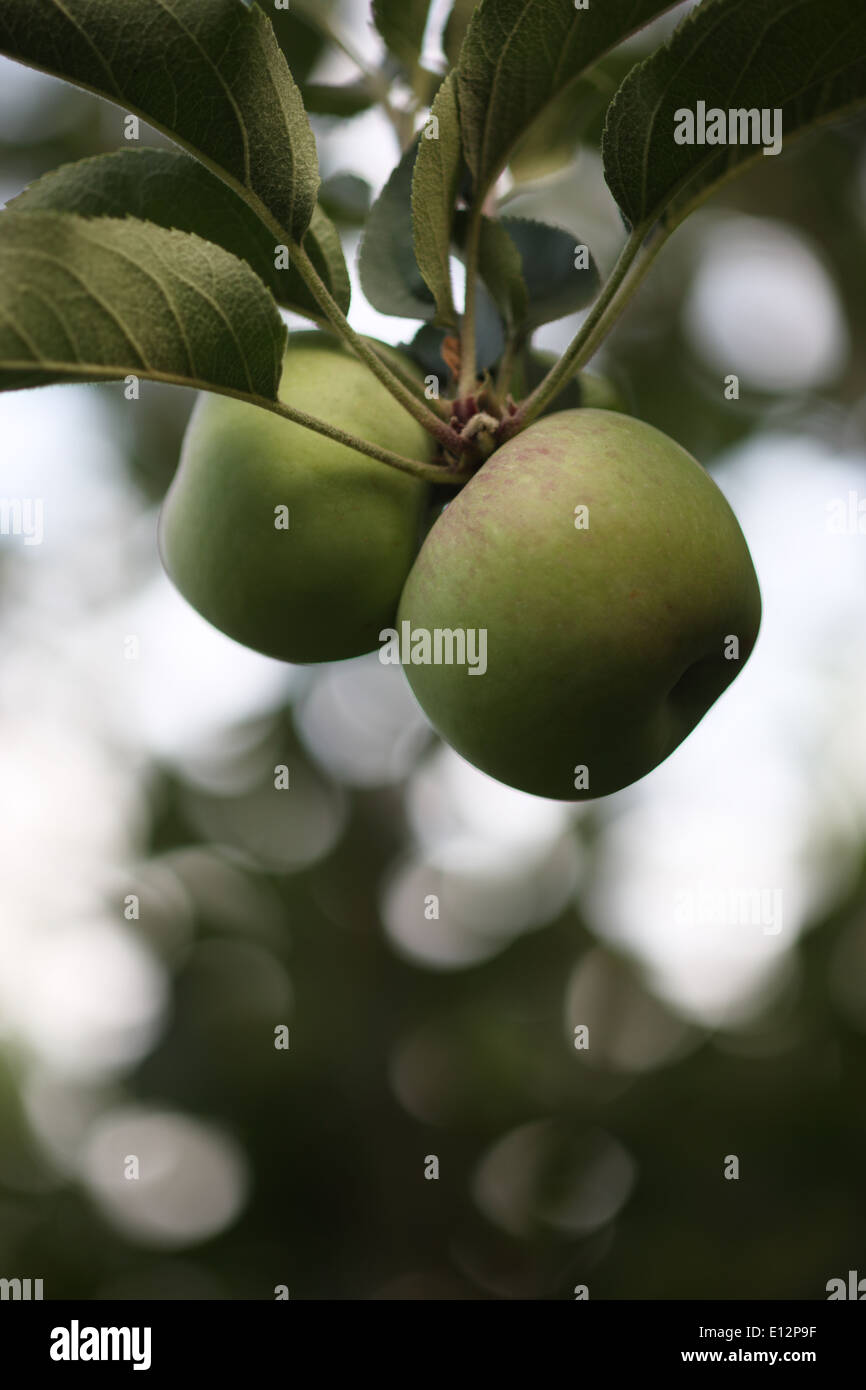 Fuji apples growing on a tree Stock Photo Alamy