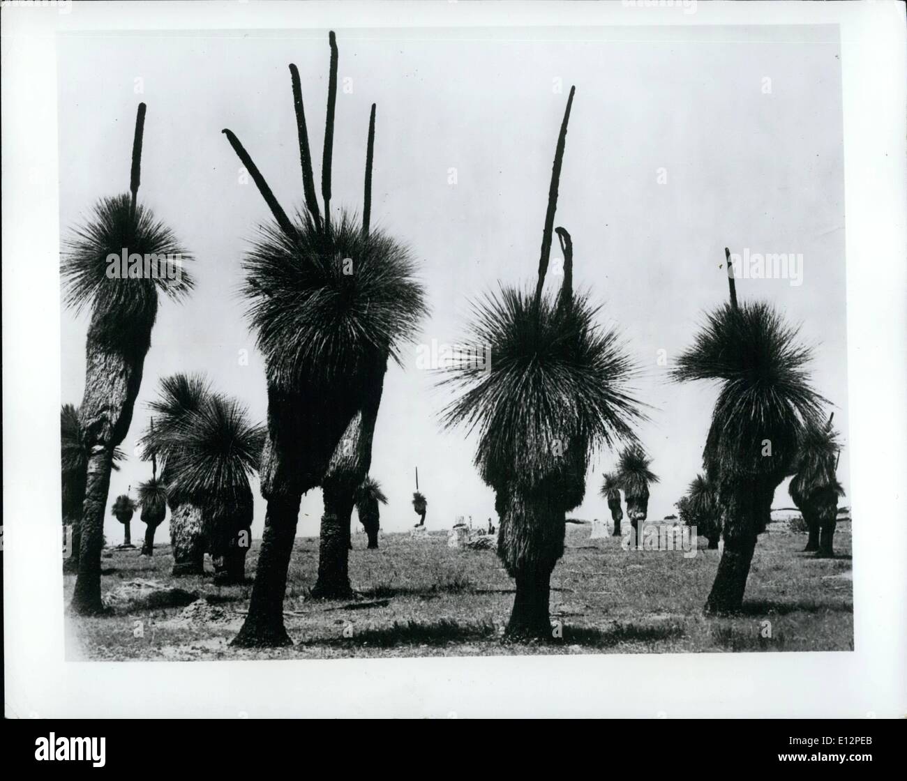 Feb. 24, 2012 - The Odd Ones: These perculiar growths in Western Australia are known as Grass Trees. They are just one of the many oddities to be found in that interesting and vast country. Stock Photo
