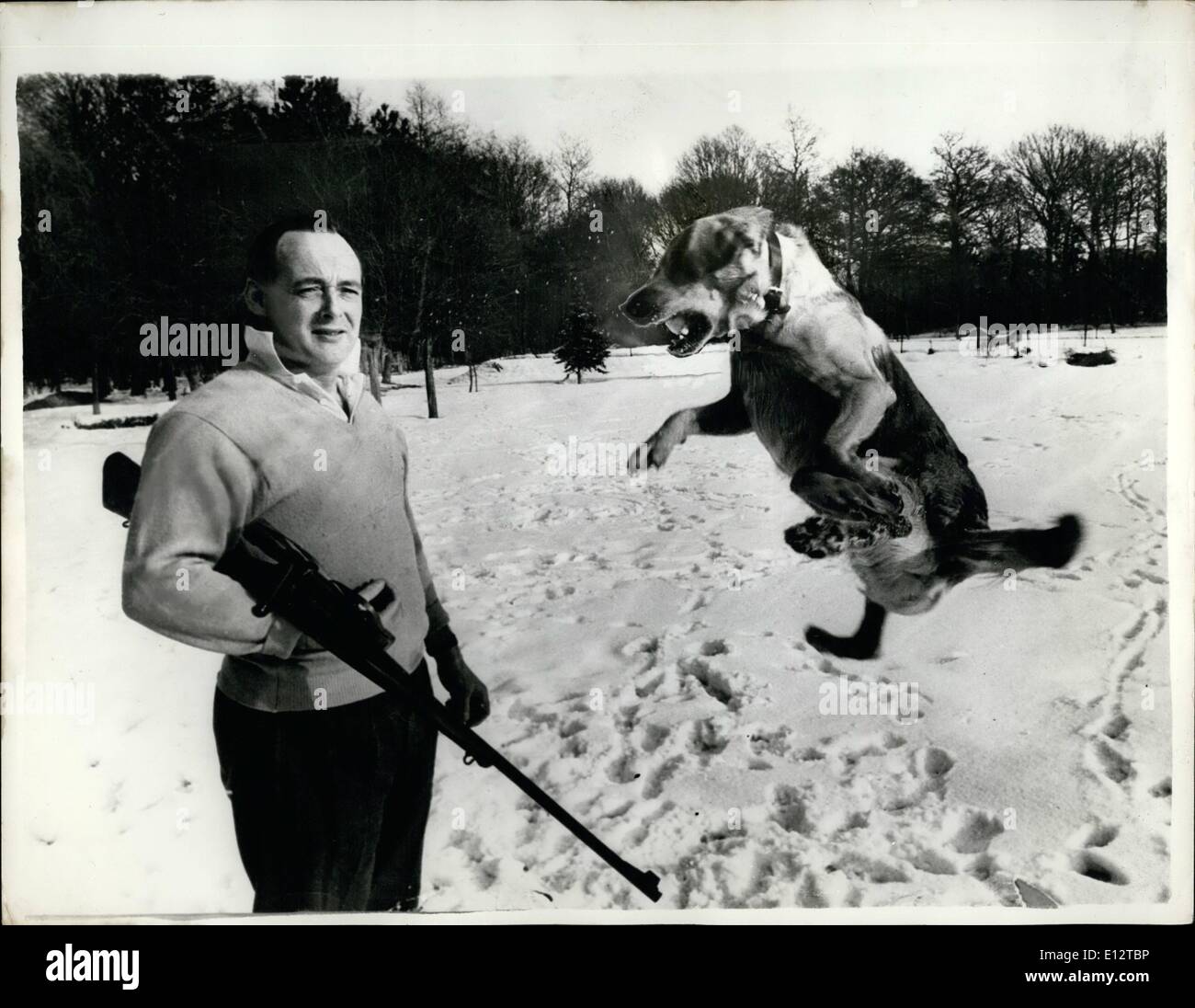 Feb. 24, 2012 - Donald Campbell Relaxes In The Snow - Before leaving For Speed Attempts In Australia.. Speed King Donald Campbell was to be seen with his gun ad his dog - in the grounds of his home in Horsehills, Surrey - relaxing with a spot of shooting at targets before departure for Australia. he hopes to set up a new world land speed record in his car ''Bluebird'' on the Lake Eyre Salt flats in South Australia. Present record of 394.2 m.p.h. was set up by the late John Cobb in 1947 Stock Photo
