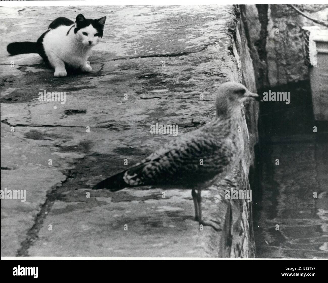 Feb. 25, 2012 - Tempting; You can bet that the seagull is fully aware of the cat who looks ready to pounce and the odds are that the gull got away first. A scene on the front at Movagissy, Cornwall. Stock Photo