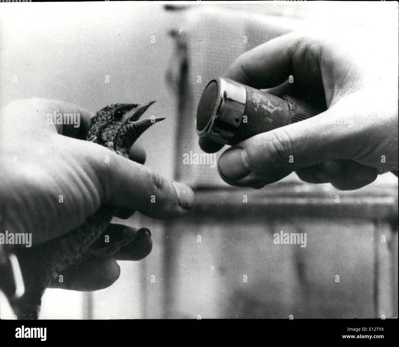 Feb. 25, 2012 - Song birds learn to sing; Mr. Mihaly Orgzag, researcher and Veterinary scientist teaches birds to sing which have grown up in isolation, away from their environment. The bird hear their ''lesson'' from tape recorder. The results of his bio acoustical and behavioral observations of some 50 bird in his household are useful in the collection of animal sound of the Hungarian Academy of Sciences. Stock Photo