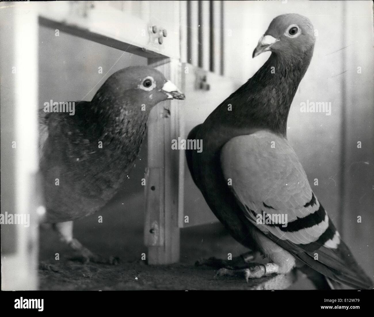 Feb. 25, 2012 - A world beater. A bit of a flutter was caused in the acing pigeon world recently when ''Scout'' was sold for a record price of ,500. Scout was bought from a French breeder by pirgeon fancier, Stanley Biss, of Brundall, near Norwich, and is a champion bred from champions. At the age of six he is said to fly faster and more accurately than any pigeon in the world, which is why scout has been retired from the racing circuits and is now spending his time producing more super birds. photo shows Scout, on left, ingited a bird home at Brundall, near Norwich. Stock Photo