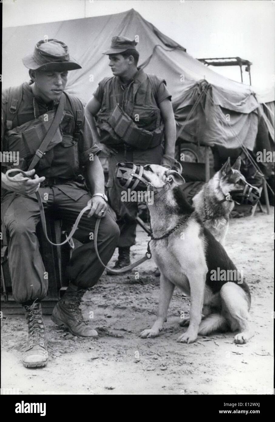 Feb. 25, 2012 - Scout dogs in Vietnam: U.S. Special Landing Force ''Bravo'' received additional help during their operation south of Da Nang from two scout dogs ''Bruno'' and ''Arko'' shown with their Marine handlers. They are used to flush Viet Cong guerillas from jungle country. Stock Photo