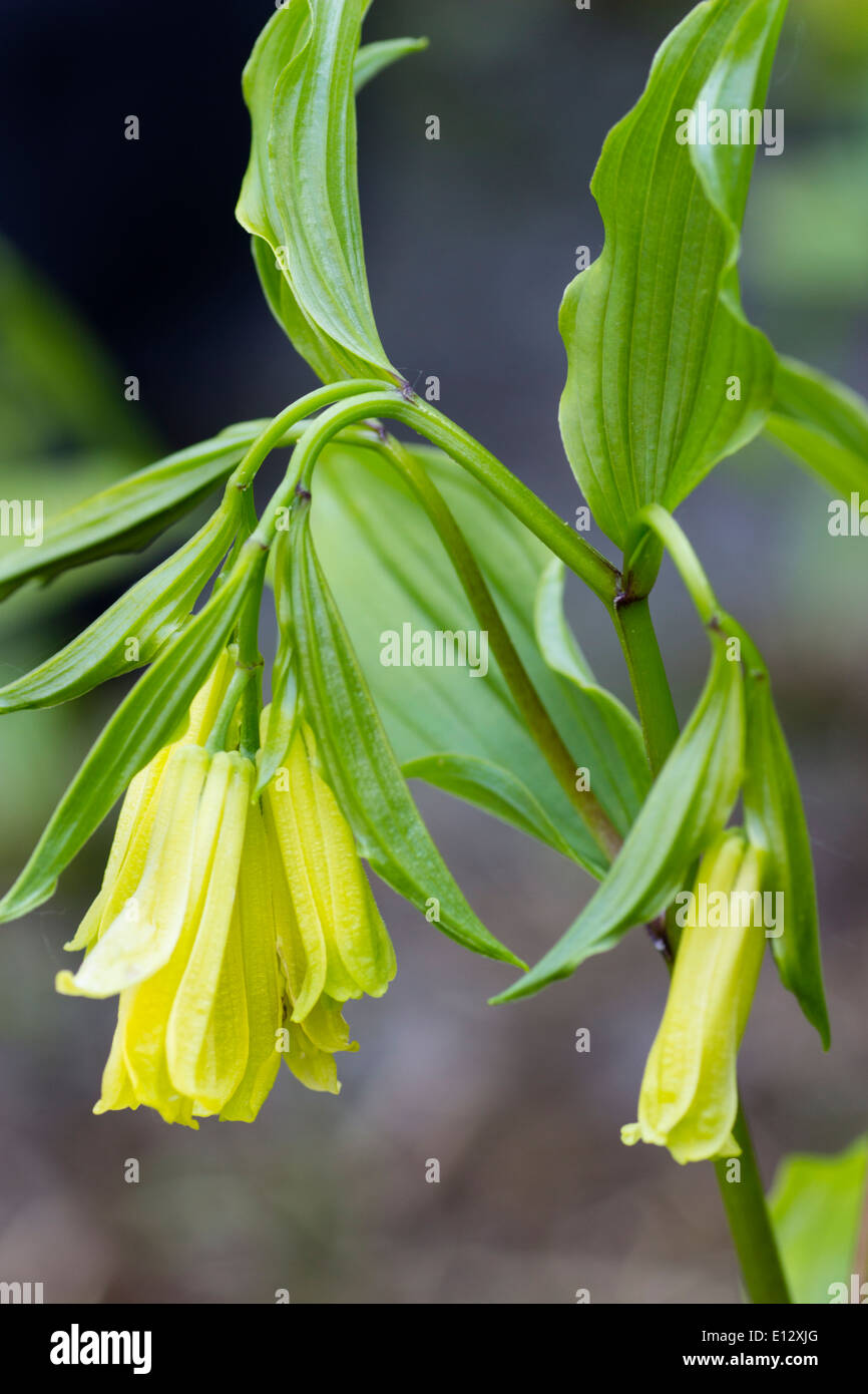 Yellow flowers of a woodland perennial, Disporum flavum Stock Photo