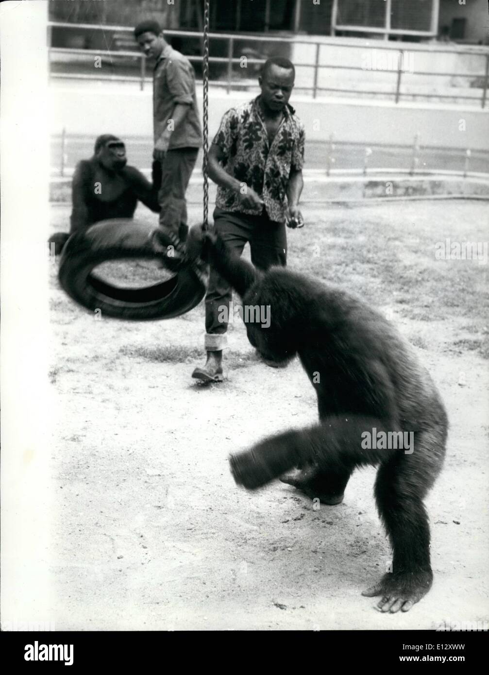 Feb. 25, 2012 Gorilla Apes His Keeper And Learns To Swim Water