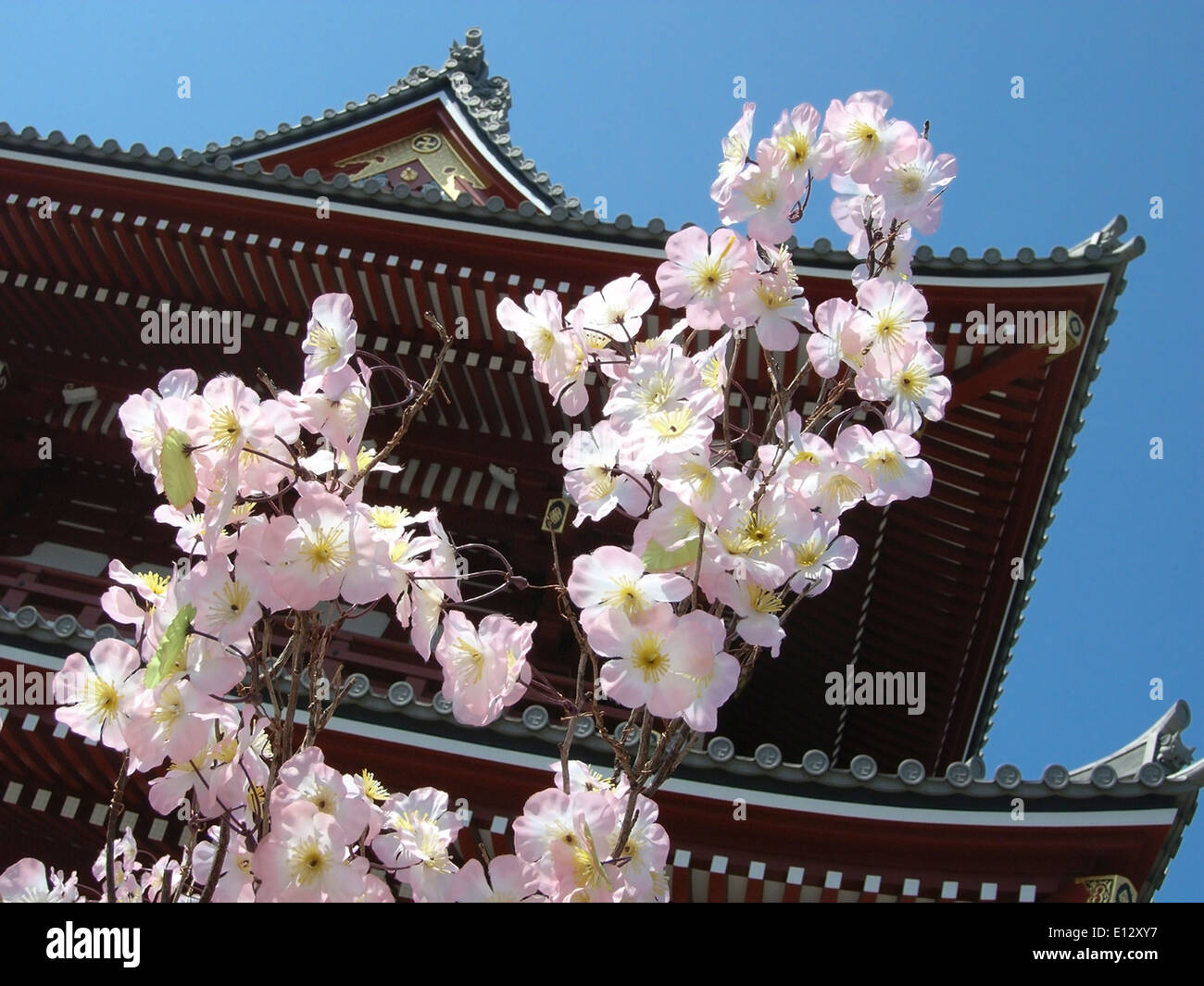 Sakura, Japanese cherry blossom in Tokyo: Cherry blossom with traditional Japanese pagoda building in the background Stock Photo