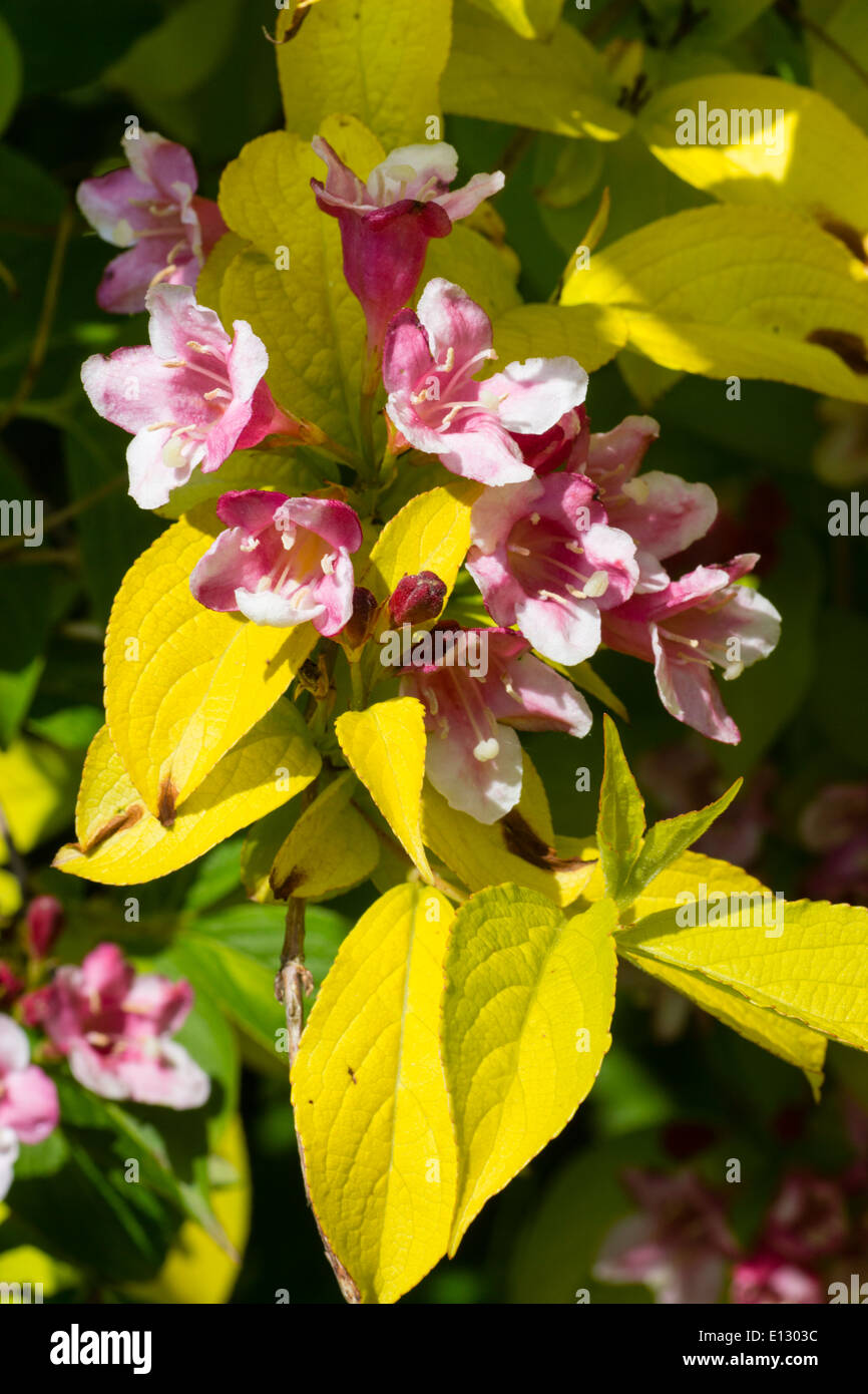 Golden foliage and pink flowers of Weigela 'Looymansii Aurea' Stock