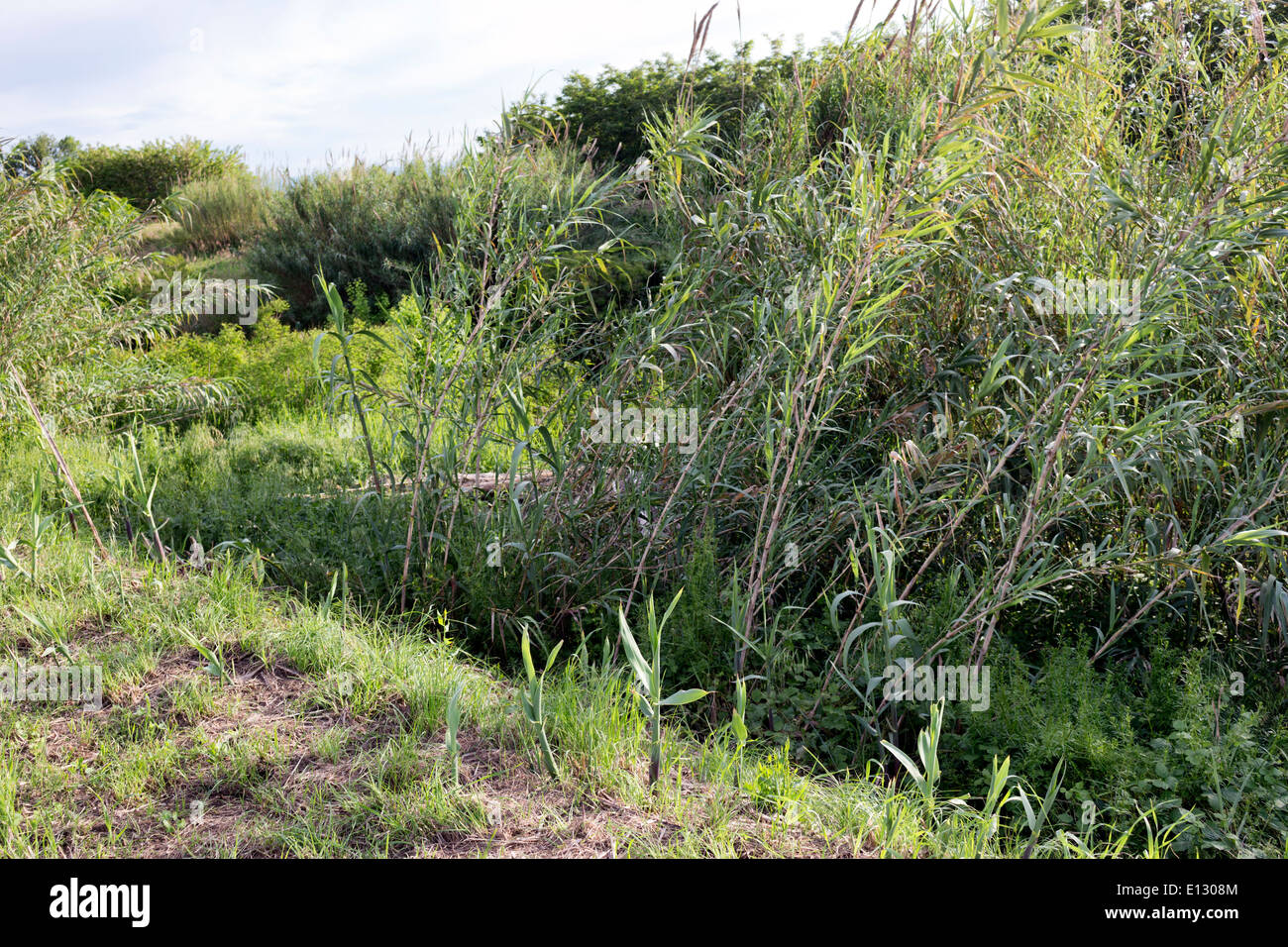 Giant canes on green in Italian countryside Stock Photo