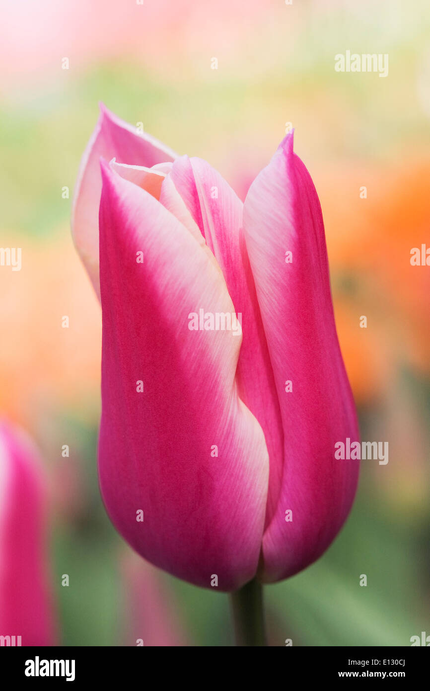 Tulipa 'Sanne'. Tulip in a Spring garden. Stock Photo