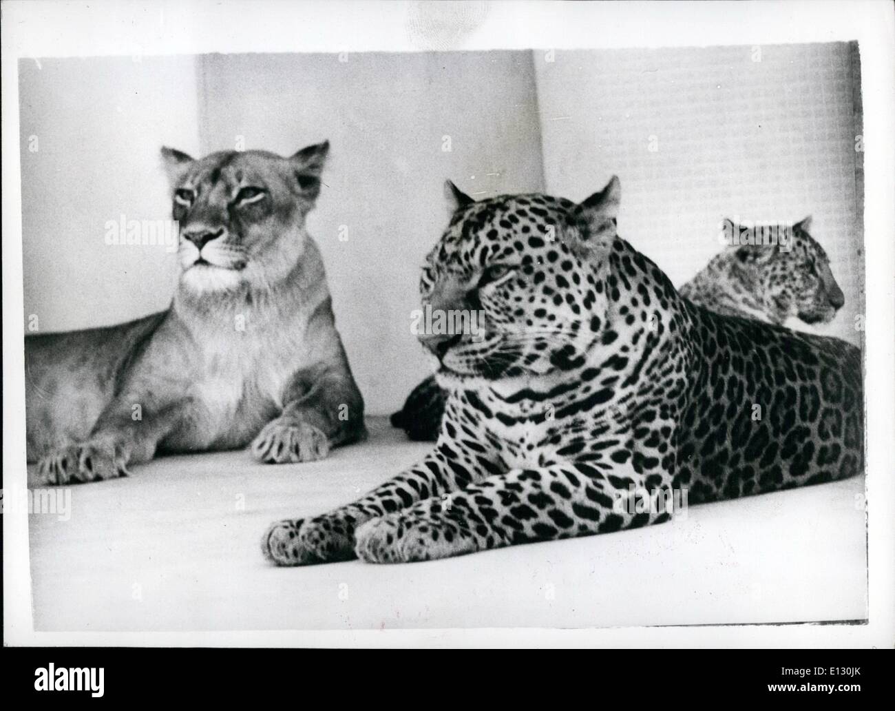 Feb. 26, 2012 - The World's only ''Leopons'' are growing up. Rare offspring at Japanese zoo.: The 190 day old ''Leopon'' cubs half leopard and half lion born at the Hanshin Park zoo, near Kobe, Japan are growing into fine looking animals. Their father is a leopard and the mother a lioness they are a male and a female and while the female can climb the tree in the cage the male is unable to do so he is rather more clumsy. The coat of the female is getting lighter while that of the male darker Stock Photo