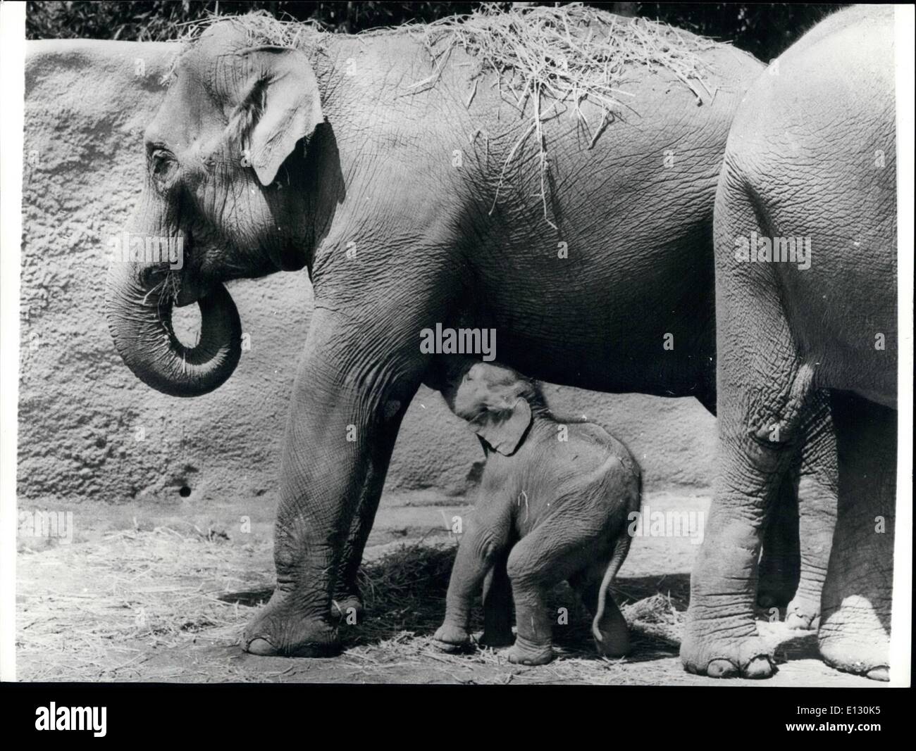 Feb. 26, 2012 - The day an elephant will never forget: ''it took  months of waiting, but the result was magnificent and made every minute of anticipation worthwhile'', said an official at the Los Angeles Zoo in California. And if this picture is anything to judge by the whole world can join in the happy event. The baby Full Asian elephant weighed in at 150 lbs, which was quite an accomplishment for its 6,500 lb. mother, ''Metu'' Stock Photo