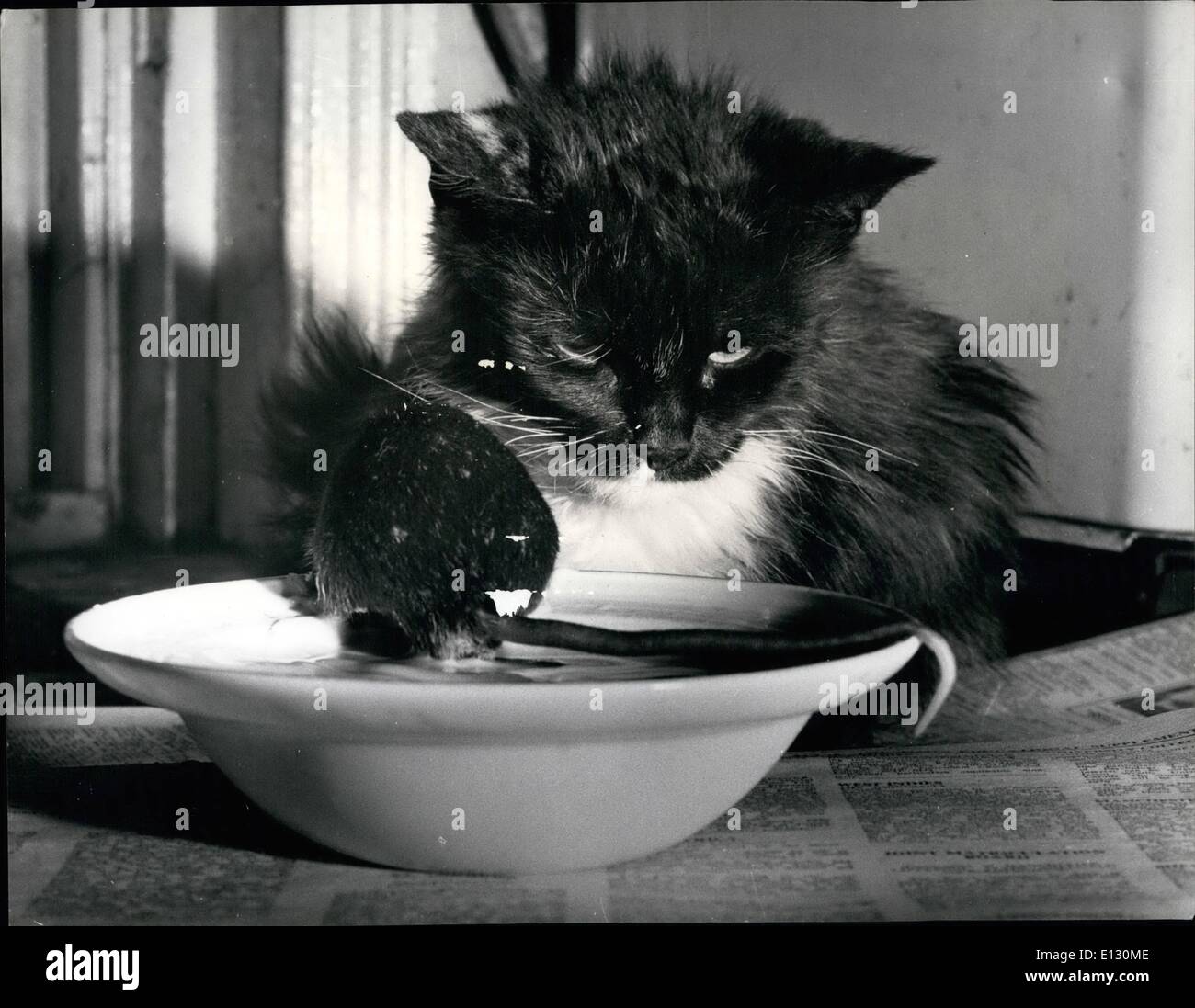 Feb. 26, 2012 - Who Nicked The Cream? This is one question Kim the cat would never need to ask, because if there was ever any milk missing he would mouse. 'Mickey has always had one problem.' said their owner, 12-year-old Nicholas Cooke, of whitely Bay. He has never seemed to realise that however old Kim is he will always look after his milk,' - like a mouse would his cheese? Stock Photo