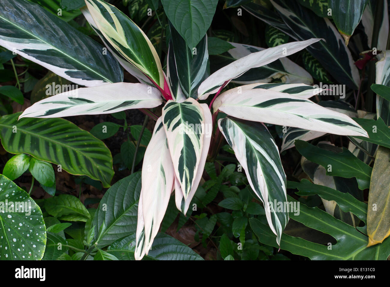 Exotic variegated foliage of the tropical plant, Stromanthe sanguinea 'Triostar' Stock Photo