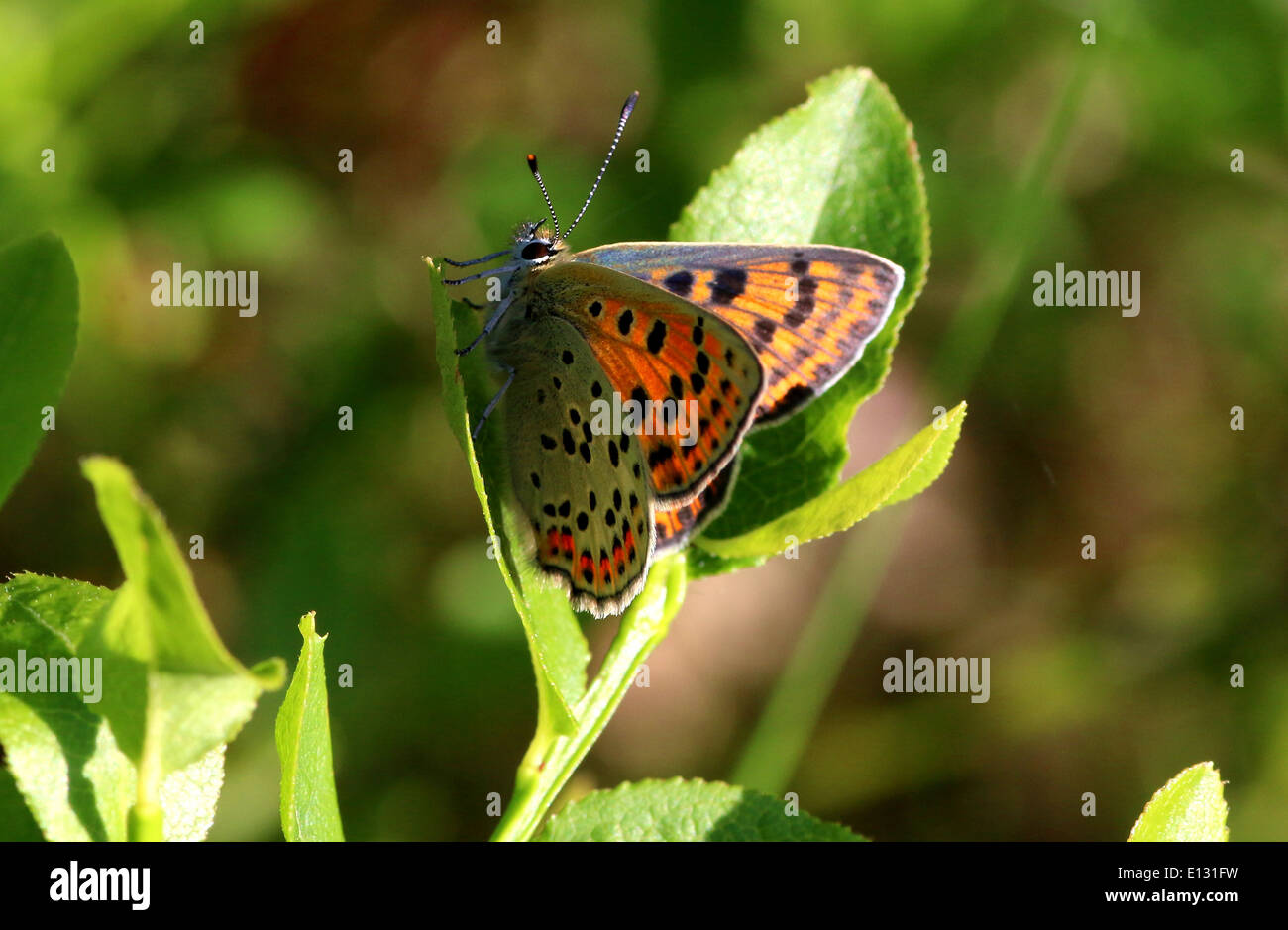 Detailed macro image the female sooty copper butterfly (Lycaena tityrus) Stock Photo