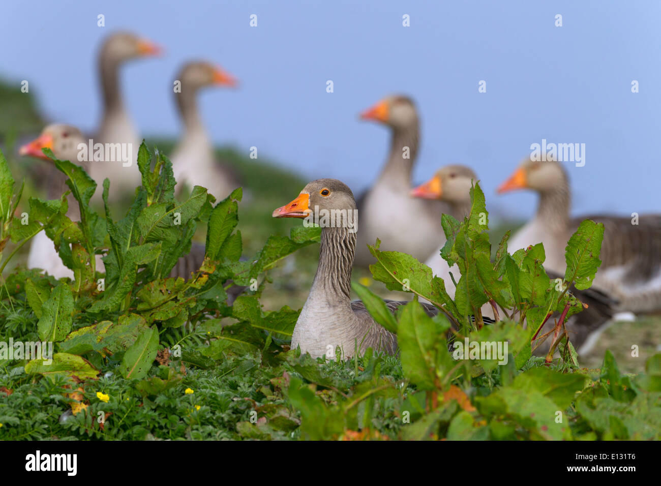 Greylag Geese Anser anser flock at Cley Norfolk May Stock Photo